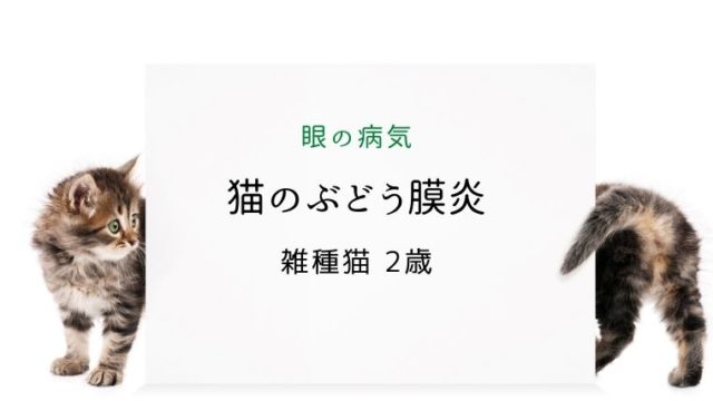 犬のぶどう膜炎 まとめ 大和市の花岡動物病院ブログ