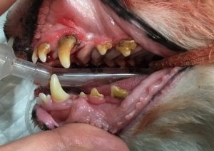 犬猫の歯石除去 スケーリング 大和市の花岡動物病院ブログ