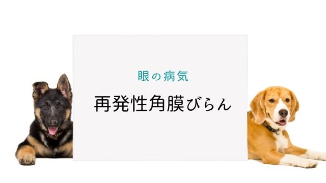 犬の緑内障 まとめ 大和市の花岡動物病院ブログ