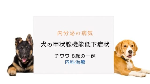 犬のクッシング症候群 まとめ 大和市の花岡動物病院ブログ