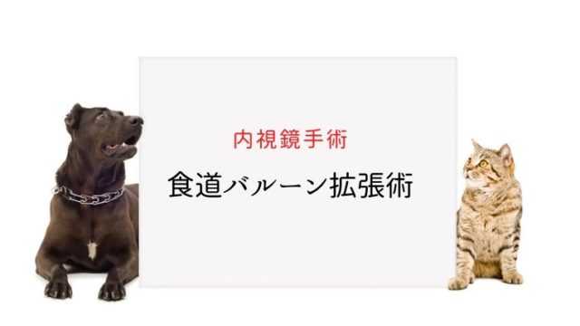 犬の尿石症 コーギーの１例 手術で膀胱結石を摘出しました 大和市の花岡動物病院ブログ