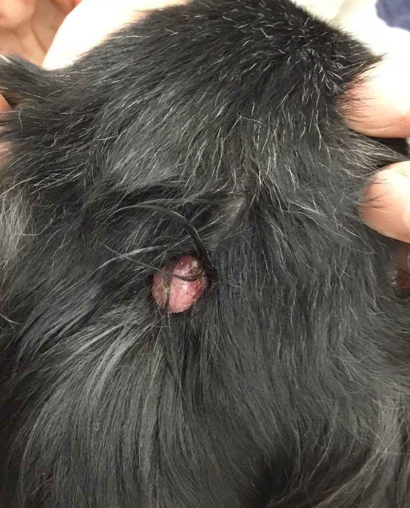 頭頂部皮膚の肥満細胞腫の画像