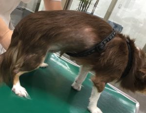 犬の甲状腺機能低下症 まとめ 大和市の花岡動物病院ブログ