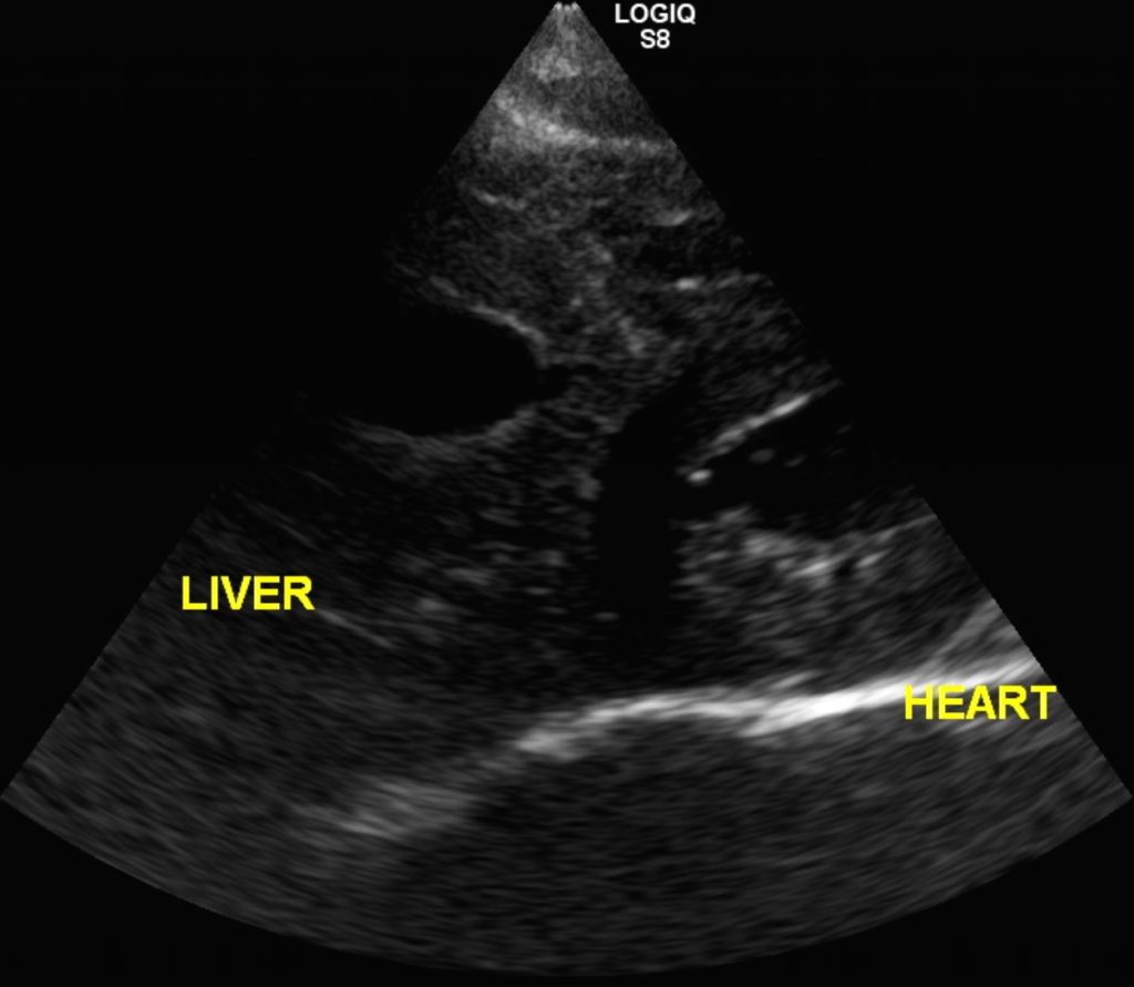猫の心膜横隔膜ヘルニア 猫９ヶ月齢の１例 手術で完治しました 大和市の花岡動物病院ブログ