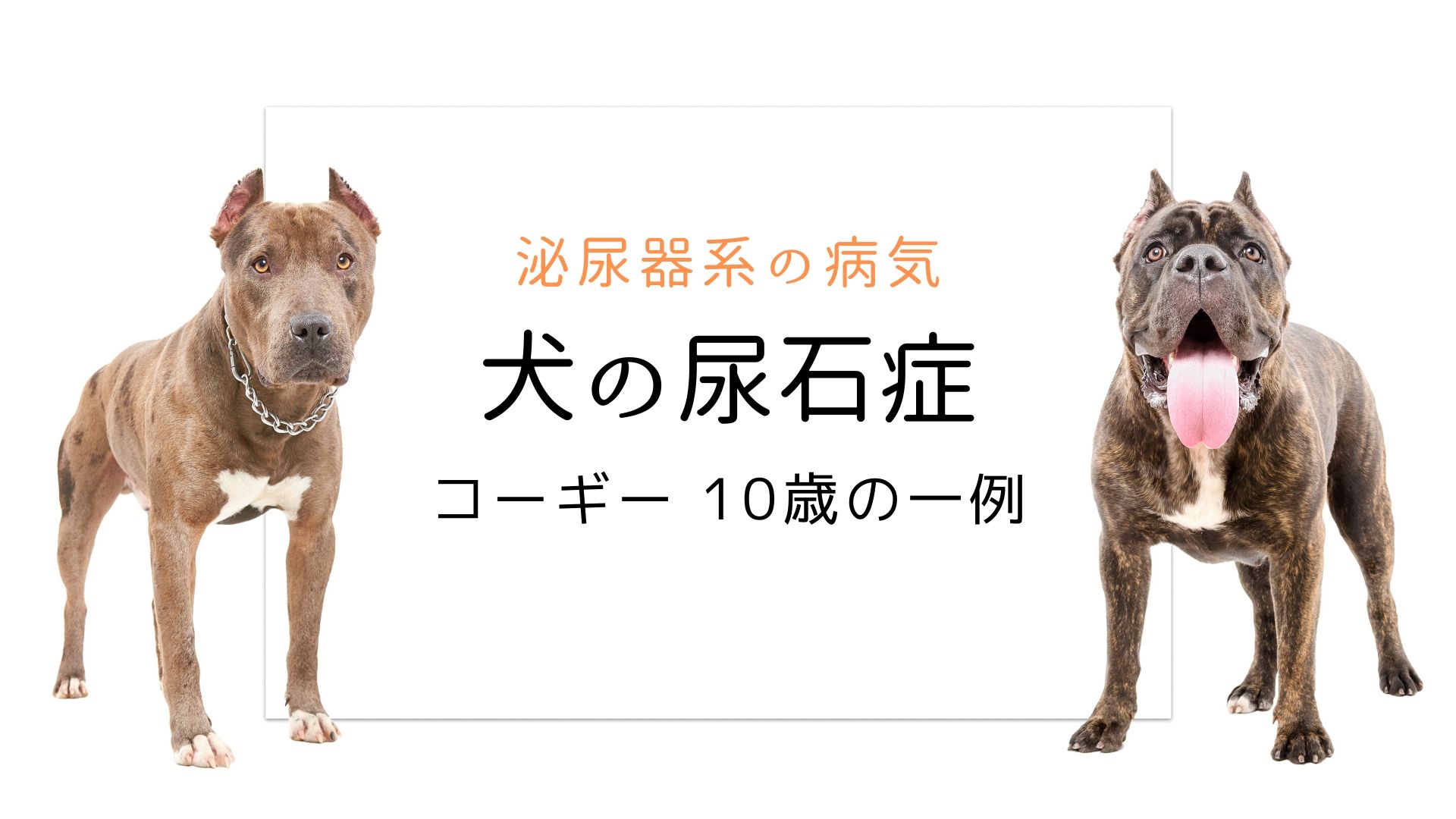 犬の尿石症 コーギーの１例 手術で膀胱結石を摘出しました 大和市の花岡動物病院ブログ