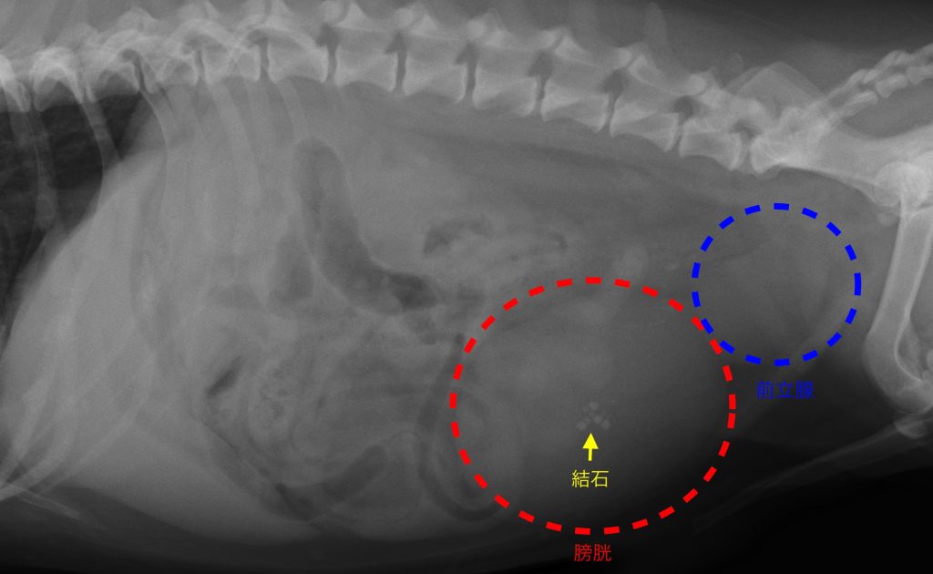 犬の尿石症 コーギーの１例 手術で膀胱結石を摘出しました 大和市の花岡動物病院ブログ