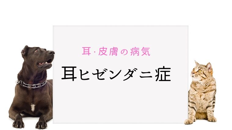 犬と猫の耳ヒゼンダニ症 耳ダニ まとめ 大和市の花岡動物病院ブログ