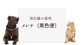 犬猫の大腸炎 まとめ 大和市の花岡動物病院ブログ 犬猫の大腸炎 まとめ 大和市の花岡動物病院ブログ