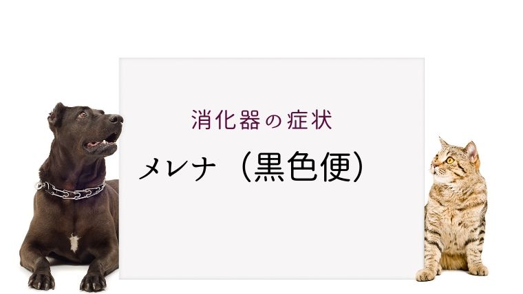 犬猫のメレナ 黒色便 黒いウンチは要注意です 大和市の花岡動物病院ブログ