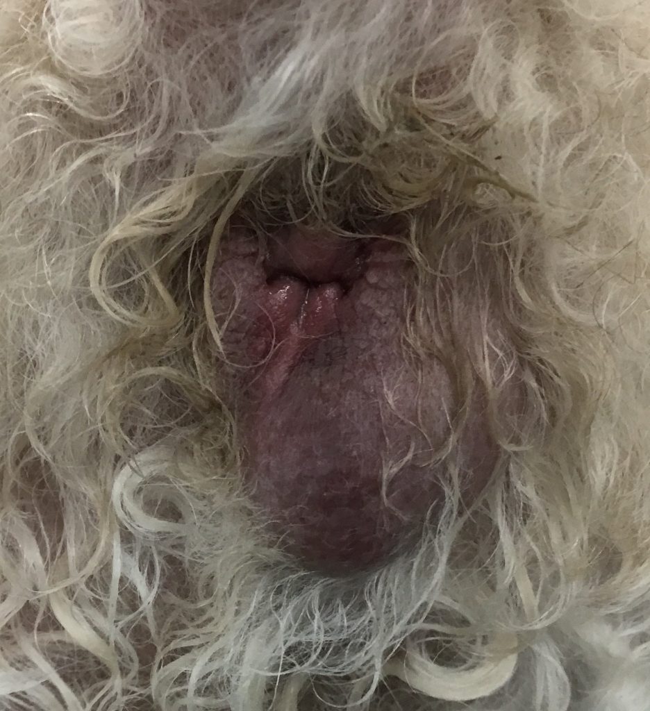 犬と猫の肛門腺炎 肛門嚢炎 犬と猫の緩和ケア