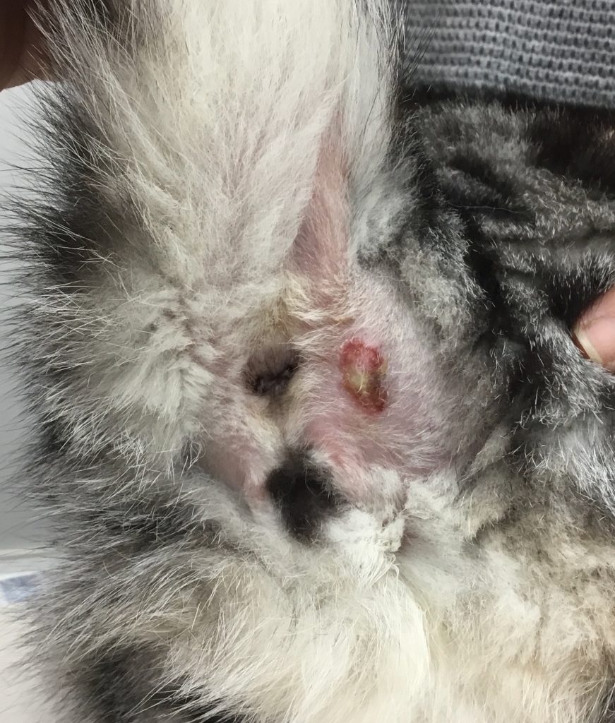 肛門嚢炎 猫 12歳の1例 気付いた時には肛門腺破裂していました 大和市の花岡動物病院ブログ