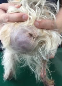 犬 会陰ヘルニア