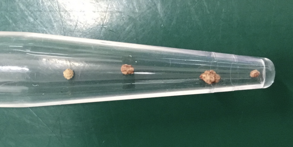 犬の尿石症 コーギーの１例 手術で膀胱結石を摘出しました 大和市の花岡動物病院ブログ