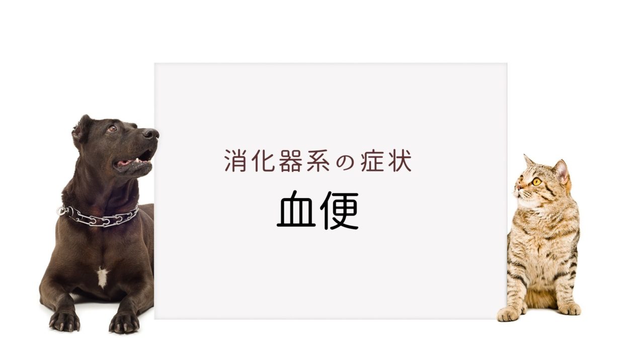 血便 原因 粘