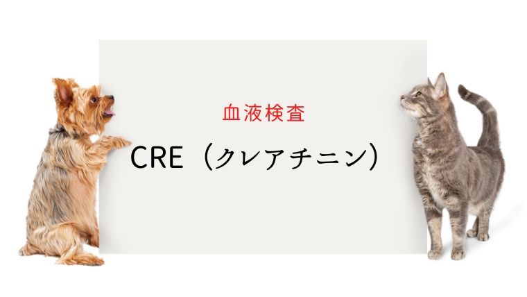 血液検査でのクレアチニンとは