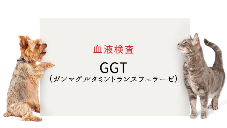 犬猫の血液検査 Ggt Gグルタミントランスフェラーゼ 大和市の花岡動物病院ブログ 犬猫の血液検査 Ggt Gグルタミントランスフェラーゼ 大和市の花岡動物病院ブログ