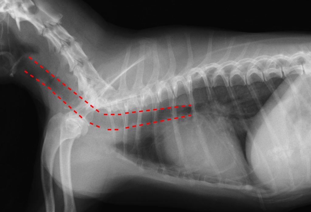 犬の気管虚脱 ガー ガー ガー と呼吸音がする場合には要注意 大和市の花岡動物病院ブログ