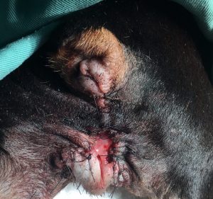 犬 肥満細胞腫 手術後