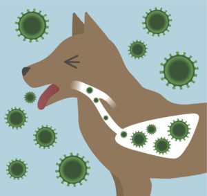 犬伝染性気管気管支炎（ケンネルコフ）