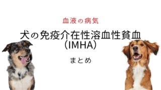犬の免疫介在性貧血(IMHA)