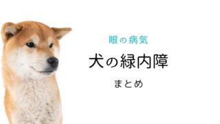犬 緑内障