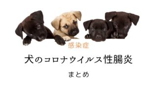 犬 コロナウイルス