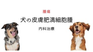 犬 肥満細胞腫