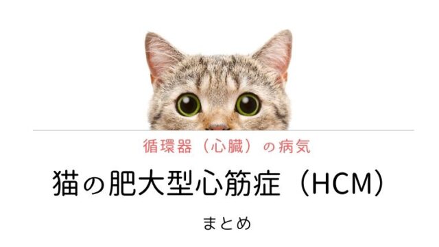 猫の鞍血栓