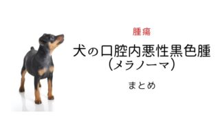 犬 メラノーマ