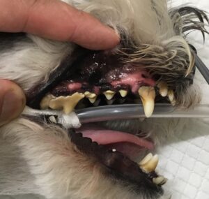 犬　歯石