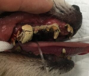 犬 歯周病