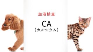 犬猫 カルシウム
