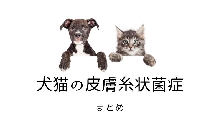 犬猫の皮膚糸状菌症 まとめ 大和市の花岡動物病院ブログ
