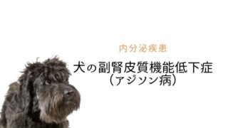 犬の副腎皮質機能低下症 アジソン病