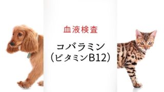 犬猫 コバラミン