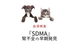 犬猫 SDMA