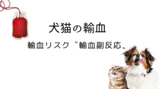 犬猫の輸血 副作用