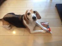 狂犬病予防接種の代行手続きは７月までです。