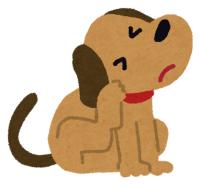 犬フィラリア症検査キャンペーン4月20日スタートします